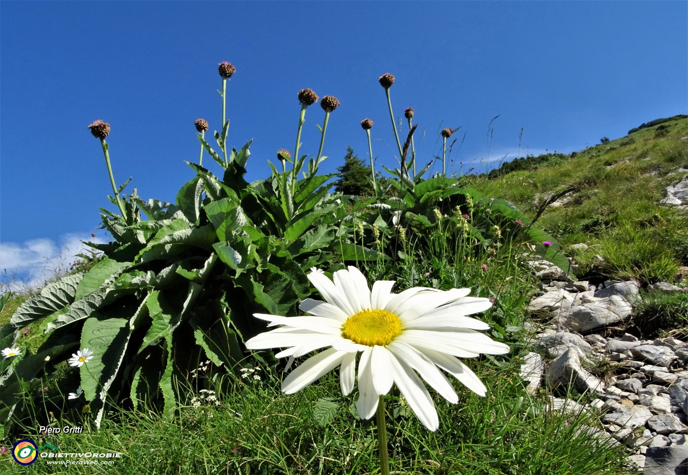 13 Margherita con fiordalisi rapontici.JPG - 